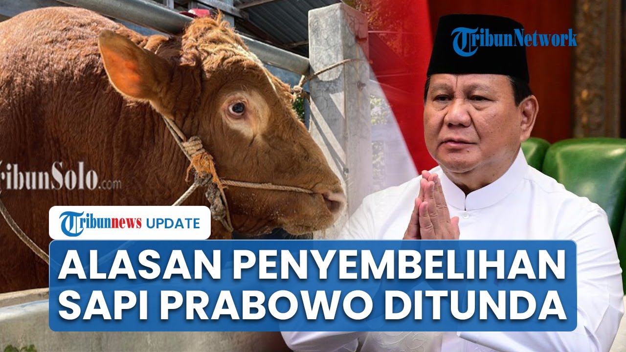 Sapi Kurban Prabowo di Karanganyar Tak Disembelih seusai Salat Idul Adha, Takmir: Kami Tidak Mampu